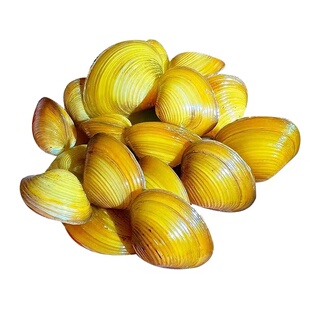黄金小河蚌黄金蚬清理鱼缸净化水质鳑鲏繁殖观赏螺专吃鱼屎粪便