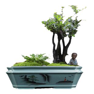 青瓷紫砂花盆文竹菖蒲花卉绿植盆栽多肉小盆景陶瓷长方形盆带底座