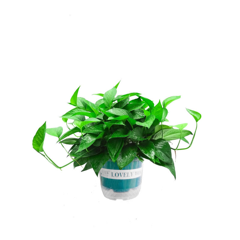 绿萝盆栽室内自吸水绿植好养活