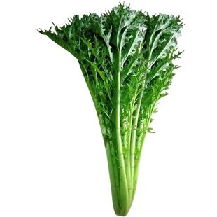 【顺丰包邮】10斤雪里红雪菜新鲜尖细叶子雪里蕻蔬菜腌制咸菜酸菜