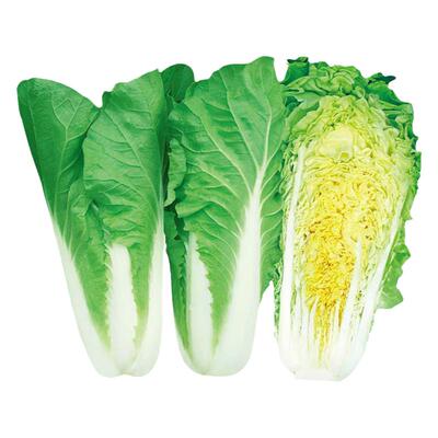 香甜奶油快菜种子四季