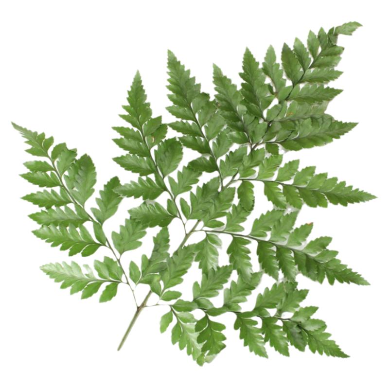芒叶羊齿叶新鲜杨子叶新鲜蔬菜10支新鲜花草西餐酒店装饰摆盘点缀