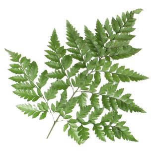 芒叶羊齿叶新鲜杨子叶新鲜蔬菜10支新鲜花草西餐酒店装饰摆盘点缀