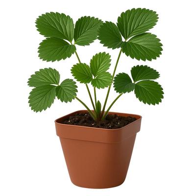 史丹利黑草莓苗盆栽真红美玲