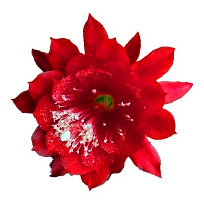 令箭荷花苗带根大花多色昙花盆栽