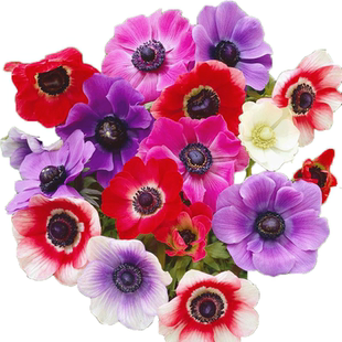 新球现货进口荷兰银莲花种球干球根秋冬季土培盆栽花卉球根植