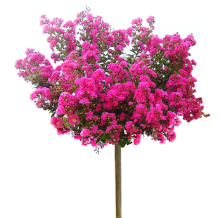 紫薇树苗庭院种植美国天鹅绒花苗室外耐晒耐热耐冻耐寒花卉植物