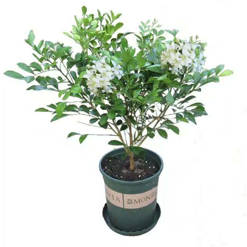 驱蚊独杆九里香盆栽花四季开花