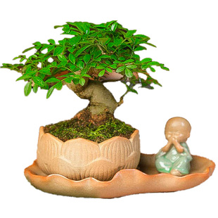 对节白蜡盆景一物一拍老桩带骨架盆栽年功桩掌中宝小品带造型植物