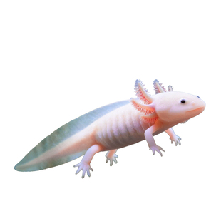 六角恐龙鱼蝾螈宠物活鱼冷水鱼美西螈淡水好养耐活金鱼锦鲤观赏鱼