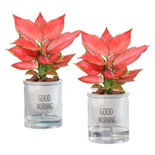 吉利红盆栽办公室内好养花小绿植懒人水培植物好养万年红如意皇后