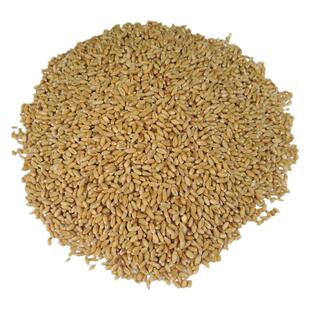 包邮5斤带皮小麦粒食用磨面药引麦芽糖发芽苗草种子榨汁酿酒猫草