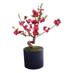 桃花盆栽活苗盆景中华寿星桃老桩带花苞室内客厅地栽观赏种真桃树