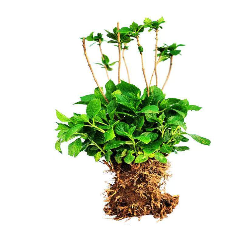 绣球花苗老桩无尽夏绣球花苗室内盆栽花卉植物室内阳台庭院易养活
