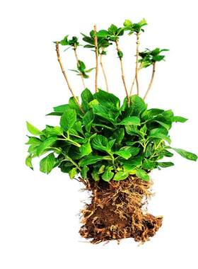 绣球花苗老桩无尽夏绣球花苗室内盆栽花卉植物室内阳台庭院易养活