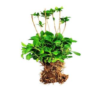 绣球花苗老桩无尽夏绣球花苗室内盆栽花卉植物室内阳台庭院易养活