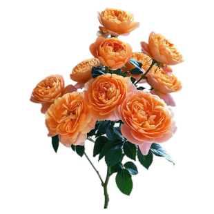 海蒂的花园棒棒糖月季花苗盆栽果汁阳台蓝色阴雨开花植物四季花卉