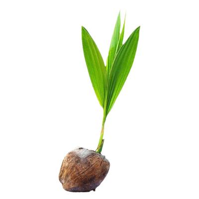 南方种植庭院水果矮化地栽带土发