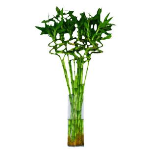 带根转运竹水竹富贵竹植物水养开运竹子盆栽客厅室内招财水培绿植