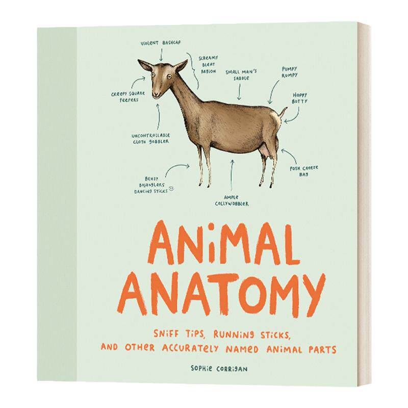 Animal Anatomy 动物解剖学 动物趣味图解 Sophie Corrigan