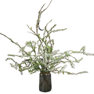 雪柳鲜枝带花苞干枝支水养插花水培绿植物鲜花卉室内盆栽龙柳好活