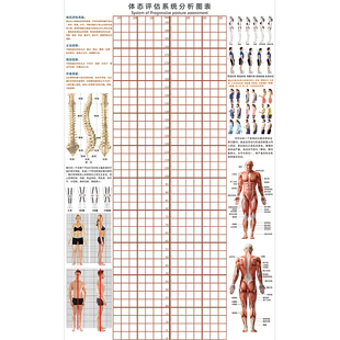 体态评估表身体评估体测表墙纸脊柱侧弯测量图体姿体态分析图壁纸