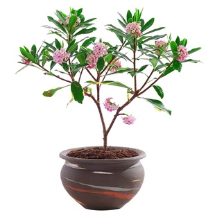 金边瑞香盆栽带花苞耐寒花卉冬季开花四季常青植物瑞香花苗年宵花