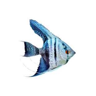 神仙燕鱼红魔燕墨燕三色燕雪燕蓝魔燕小型热带观赏鱼淡水好养鱼苗