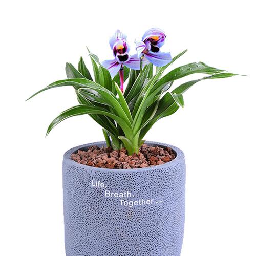 【紫月荷 】兰花苗浓香型 建兰四季兰 矮种金边线艺兰花盆栽花