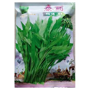 泰丽500g小叶柳叶空心菜水蔬菜种子孑籽别名蕹菜蓊蓊菜四川藤藤菜