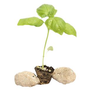 四季九层塔籽盆栽种子苗可食用罗勒种孑秧苗金不换植物种籽香草