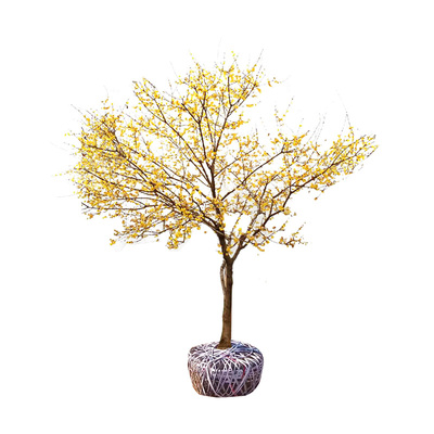 腊梅花树苗带花全地可种耐低温