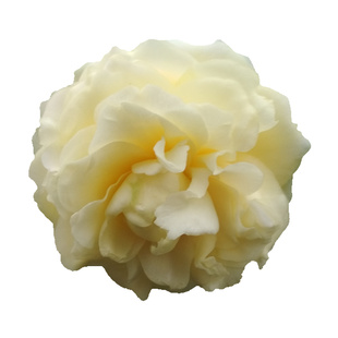 正黄旗山茶花树苗盆栽正宗对版稀有开黄色花阳台绿植花卉名贵品种