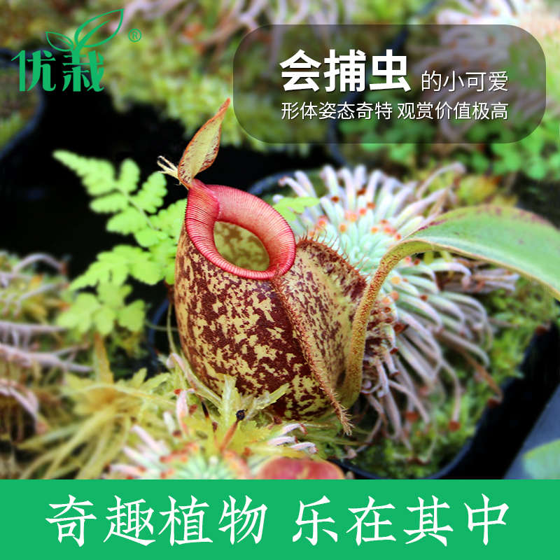 猪笼草食虫植物瓶子捕蝇草捕蚊捕虫堇室内盆栽食虫草奇花异草