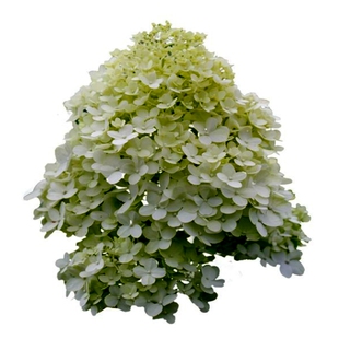 中华木本绣球花树苗斗球花南北方种植白麻球琼花庭院地栽阳台盆栽