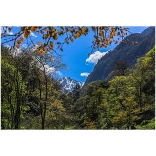 四川雅安宝兴大雪山野生川牛膝无硫磺野生干牛膝1斤包邮煲汤