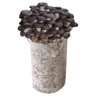 蘑菇种植包种菌菇可食用菌包家庭新鲜平菇香菇灵芝金针菇懒人种植