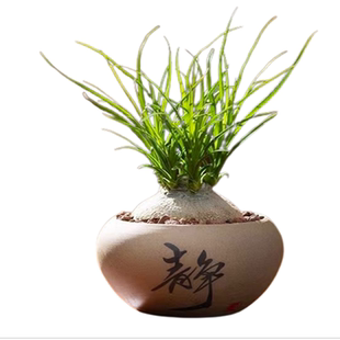 酒瓶兰盆栽兰花迷你创意办公桌网红盆景绿植室内懒人花卉耐旱植物