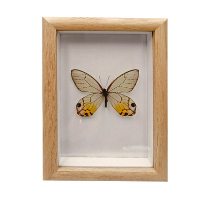 真蝴蝶实木相框装饰画