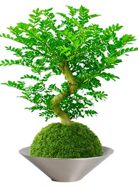 水培清香胡椒木盆栽老桩驱蚊植物室内办公室桌面绿植盆景四季常青