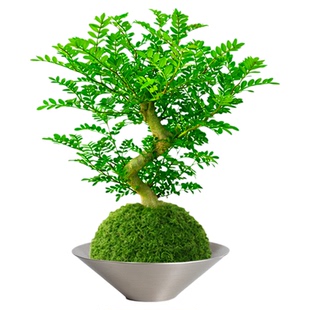水培清香胡椒木盆栽老桩驱蚊植物室内办公室桌面绿植盆景四季常青