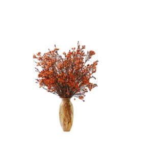 澳洲腊梅鲜花水培鲜枝干枝真花年宵花卉室内过年花冬季蜡梅鲜切花