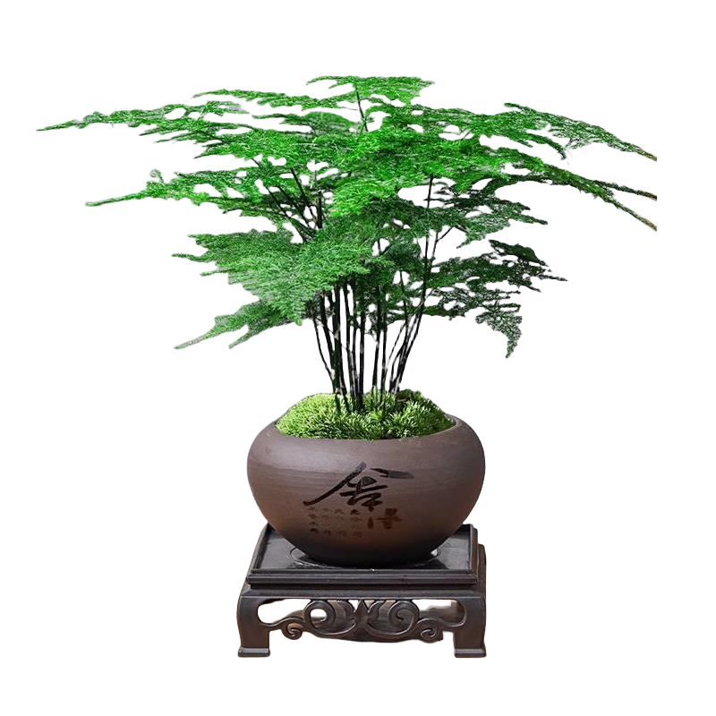 文竹盆栽植物室内办公室水培客厅懒人小绿植花卉大全盆景四季常青