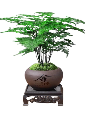 文竹盆栽懒人绿植室内植物