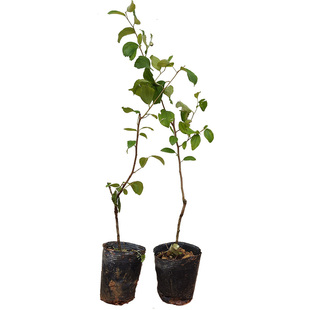 青枣树苗 红枣苗 牛奶枣苗 正宗嫁接台湾大青枣苗嫁接苗 广西发货