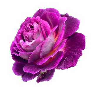 新哈德斯菲尔德合唱团月季花苗大花浓香紫色多季藤本丰花玫瑰花卉