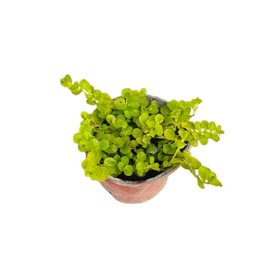 金叶过路黄庭院花园地被盆栽植物