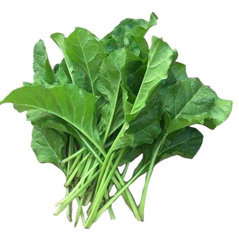 根达菜种子劈菜牛皮菜蔬菜农家