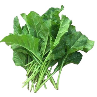 根达菜种子劈菜牛皮菜厚皮菜莙荙菜多次采收特色蔬菜种孑农家菜籽