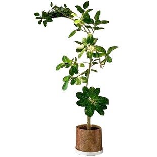 花叶黄金榕橡皮树客厅绿植大型植物盆栽老桩办公室室内好养大绿植